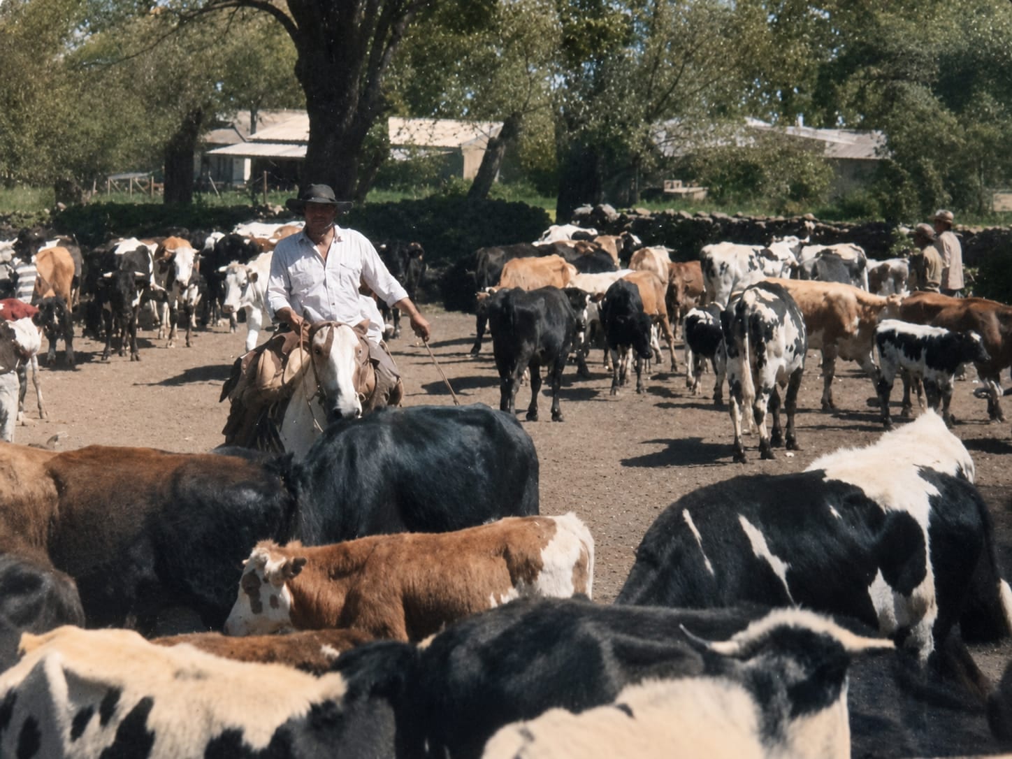 Fotografía original: un hombre a caballo, con sombrero, arreando un rodeo de vacas entre los galpones del campo