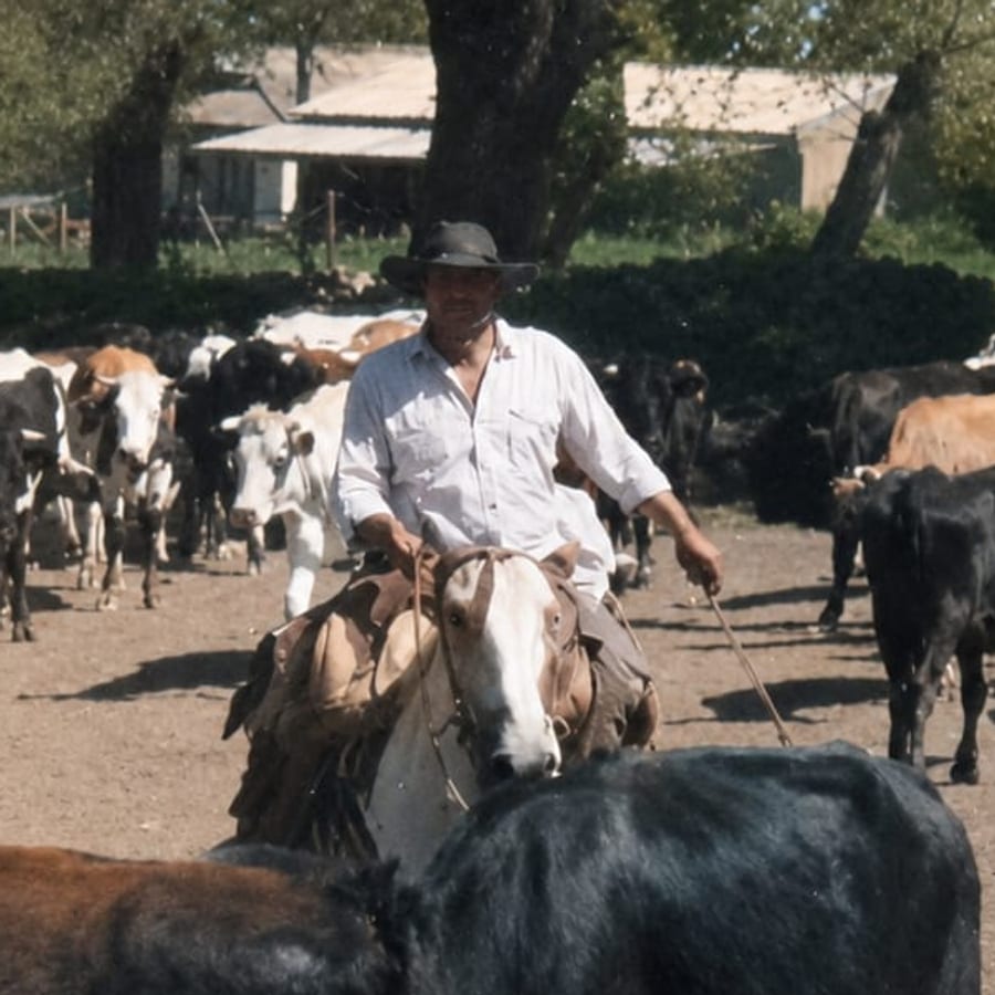Un hombre con sombrero, a caballo, en medio del rodeo de vacas, mirando a cámara